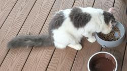 Found/Stray Female Cat last seen union church rd, adams two, mars pa, Mars, PA 16046