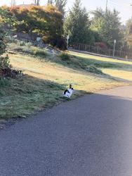 Found/Stray Unknown Rabbit last seen Bayview Trail, 75th st, Marysville, WA 98270