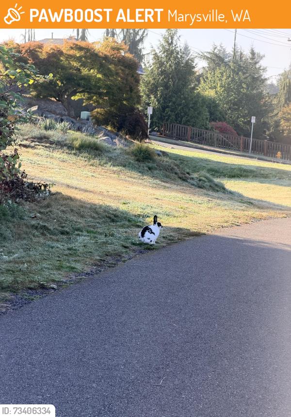 Found/Stray Unknown Rabbit last seen Bayview Trail, 75th st, Marysville, WA 98270