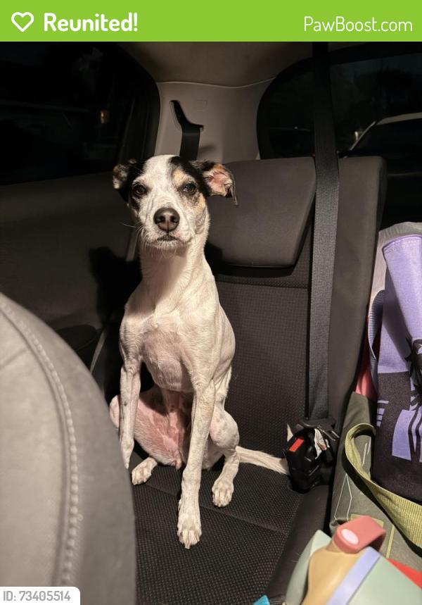 Reunited Female Dog last seen Edward’s and Garden Grove blvd in tract, Orange County, CA 92844