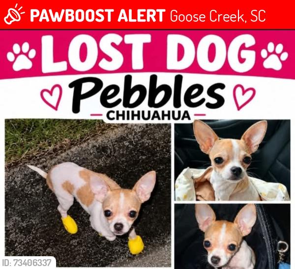 Lost Female Dog last seen Red Bank Road, Goose Creek, SC 29445