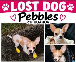 Lost Female Dog last seen Red Bank Road, Goose Creek, SC 29445