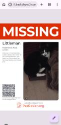 Reunited Male Cat last seen paddenswick road, Greater London, England W6 0HG