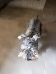 Found/Stray Unknown Dog last seen Just walking down oakside dr., Moore, OK 73160