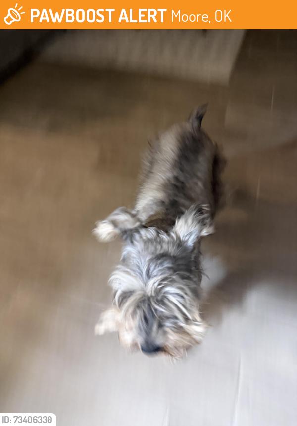 Found/Stray Unknown Dog last seen Just walking down oakside dr., Moore, OK 73160