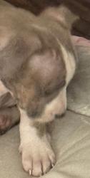 Lost Female Dog last seen Clover Ranch, Hampton, GA 30228