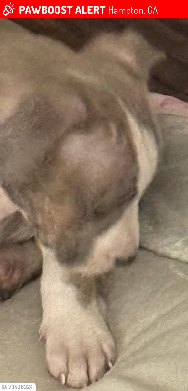 Lost Female Dog last seen Clover Ranch, Hampton, GA 30228