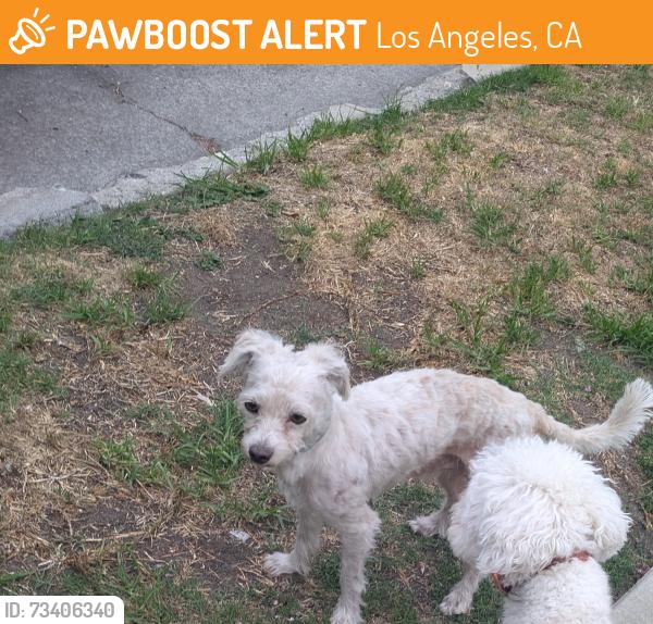 Found/Stray Male Dog last seen 4th ave & 36th st los angeles, Los Angeles, CA 90018