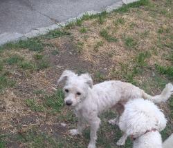 Found/Stray Male Dog last seen 4th ave & 36th st los angeles, Los Angeles, CA 90018