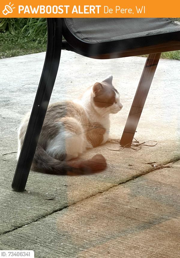 Found/Stray Unknown Cat last seen Lost Dauphin, De Pere, WI 54115