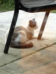 Found/Stray Unknown Cat last seen Lost Dauphin, De Pere, WI 54115