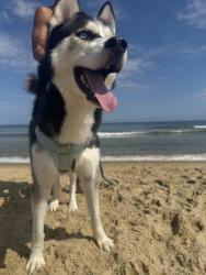Reunited Male Dog last seen by the beach closer to the rocks, Norfolk, VA 23518