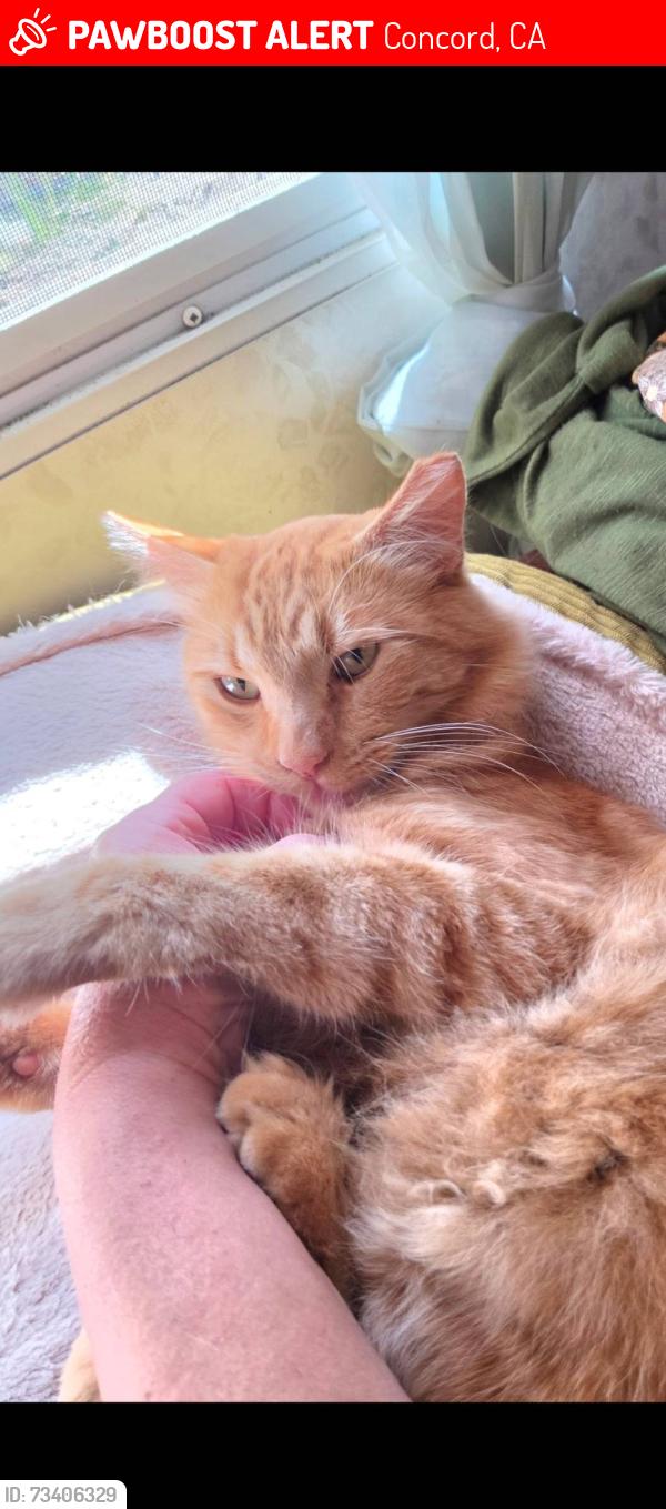 Lost Male Cat last seen San Miguel, Lime Ridge Trail Run, Concord, CA 94518