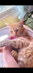 Lost Male Cat last seen San Miguel, Lime Ridge Trail Run, Concord, CA 94518