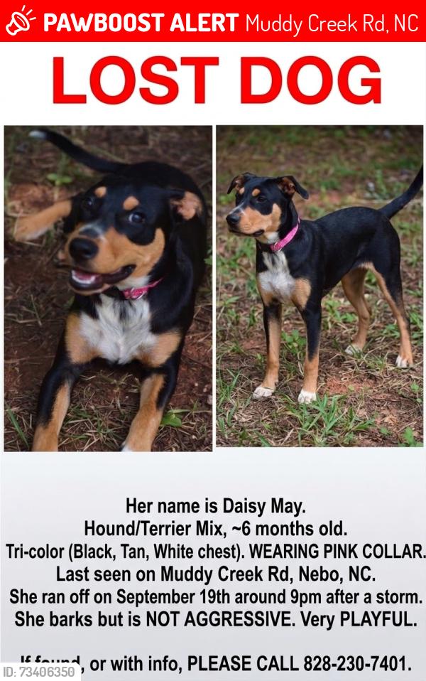 Lost Female Dog last seen Muddy creek and south creek meet, Muddy Creek Rd, NC 28761