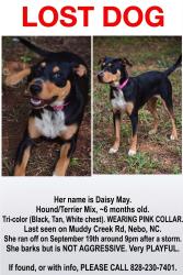 Lost Female Dog last seen Muddy creek and south creek meet, Muddy Creek Rd, NC 28761