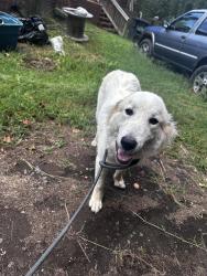 Reunited Female Dog last seen Fauquier County Border, Fredericksburg, VA 22406