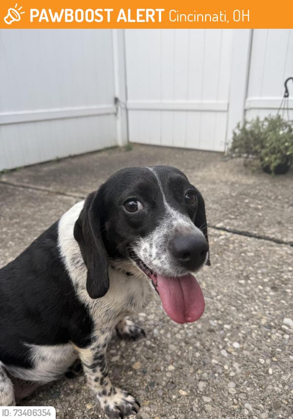 Found/Stray Female Dog last seen Banning rd, Cincinnati, OH 45239