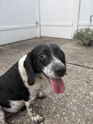 Found/Stray Female Dog last seen Banning rd, Cincinnati, OH 45239