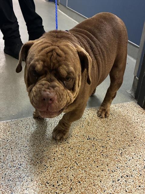 Shelter Stray Male Dog last seen Near BLOCK NW 30TH ST, 3599 NW 79th Ave, Doral, FL 33122, USA