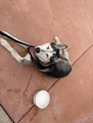 Found/Stray Male Dog last seen Near and Broadway, San Diego, CA 92114