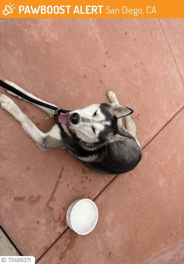 Found/Stray Male Dog last seen Near and Broadway, San Diego, CA 92114