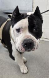Shelter Stray Male Dog last seen Near BLOCK GRACE ST, 333 Chandler Pl, San Bernardino, CA 92408, USA