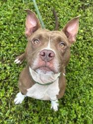 Shelter Stray Male Dog last seen Near BLOCK NW 34 TER, LAUDERHILL FL 33311, 2400 SW 42nd St, Fort Lauderdale, FL 33312, USA