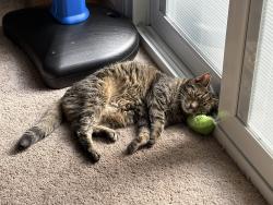 Reunited Female Cat last seen Yosemite Drive, Alexandria, VA 22312