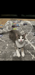 Lost Female Cat last seen Crestline Dr, Santa Barbara, CA 93105