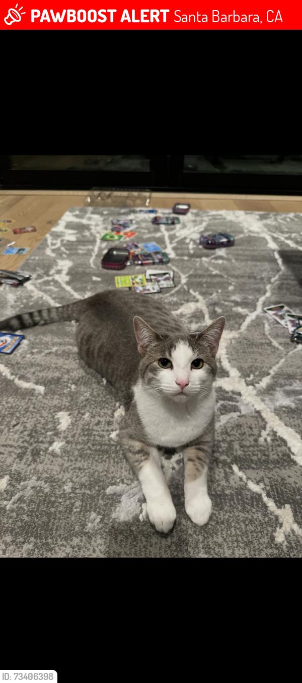 Lost Female Cat last seen Crestline Dr, Santa Barbara, CA 93105