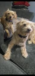 Lost Male Dog last seen Fiske ave and Glenarden pkwy, Glenarden, MD 20706
