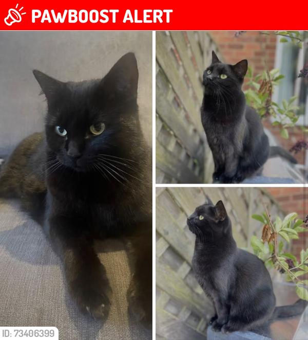 Lost Female Cat last seen Urlaynook road, Eaglescliffe, England TS16 0LZ