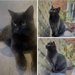 Lost Female Cat last seen Urlaynook road, Eaglescliffe, England TS16 0LZ