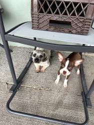 Found/Stray Unknown Dog last seen 8ave Nw and 15 st hmstd 33030, Homestead, FL 33030