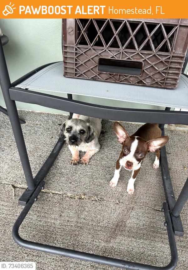 Found/Stray Unknown Dog last seen 8ave Nw and 15 st hmstd 33030, Homestead, FL 33030