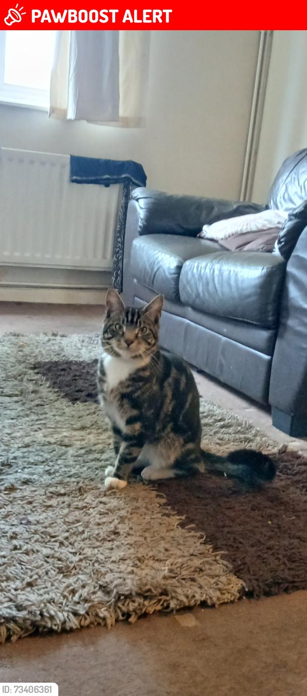 Lost Male Cat last seen Waverley road and small heath park, West Midlands, England 
