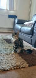 Lost Male Cat last seen Waverley road and small heath park, West Midlands, England 