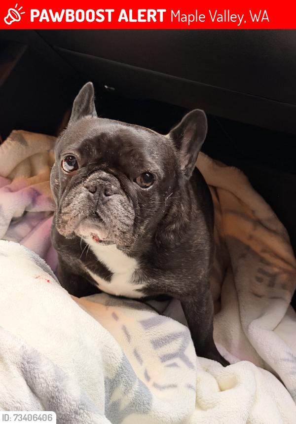 Lost Female Dog last seen Renton Maple Valleu Highway, Maple Valley, WA 98038