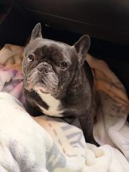 Lost Female Dog last seen Renton Maple Valleu Highway, Maple Valley, WA 98038