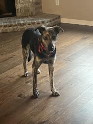 Lost Female Dog last seen McNeil near Oak Knoll, Austin, TX 78729