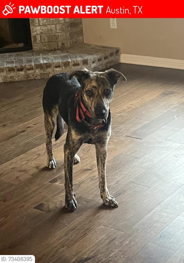 Lost Female Dog last seen McNeil near Oak Knoll, Austin, TX 78729