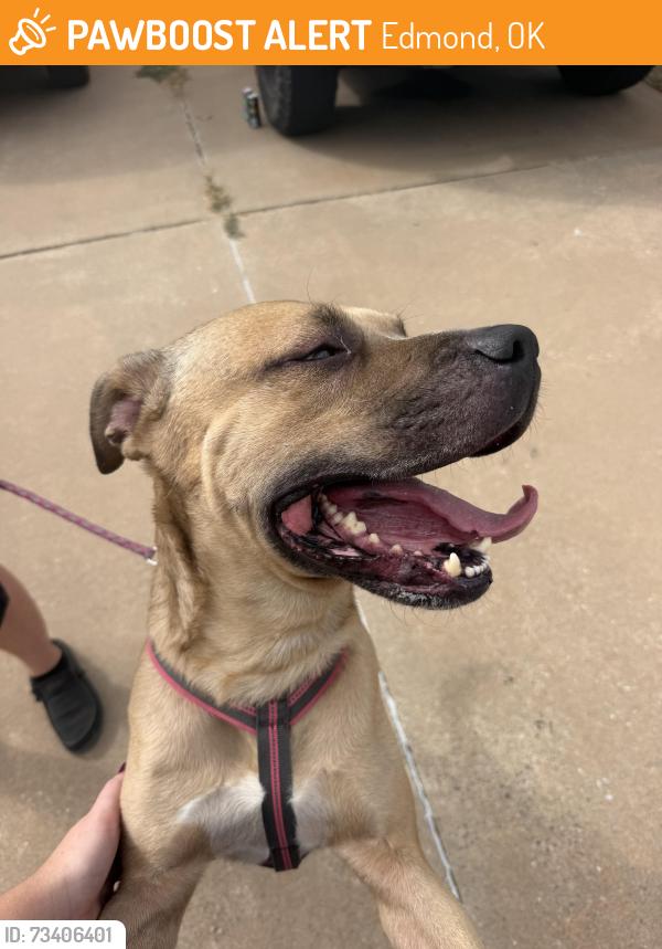 Found/Stray Male Dog last seen Fretz, Edmond, OK 73034