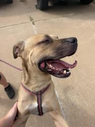 Found/Stray Male Dog last seen Fretz, Edmond, OK 73034