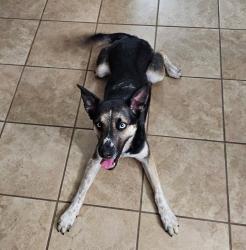 Found/Stray Male Dog last seen Blackburn, Pasadena, TX 77502