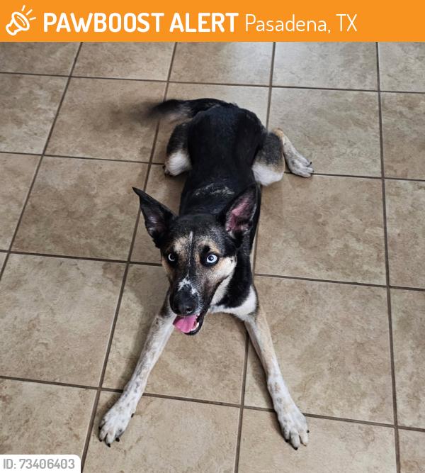 Found/Stray Male Dog last seen Blackburn, Pasadena, TX 77502