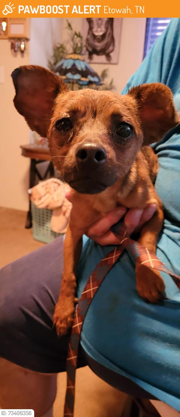 Found/Stray Female Dog last seen Brookhill Baptist Church area, Etowah, TN 37331
