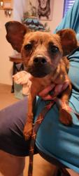 Found/Stray Female Dog last seen Brookhill Baptist Church area, Etowah, TN 37331