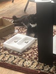 Lost Male Cat last seen Southern Blvd by sunset park across the street from legion stadium, Wilmington, NC 28401