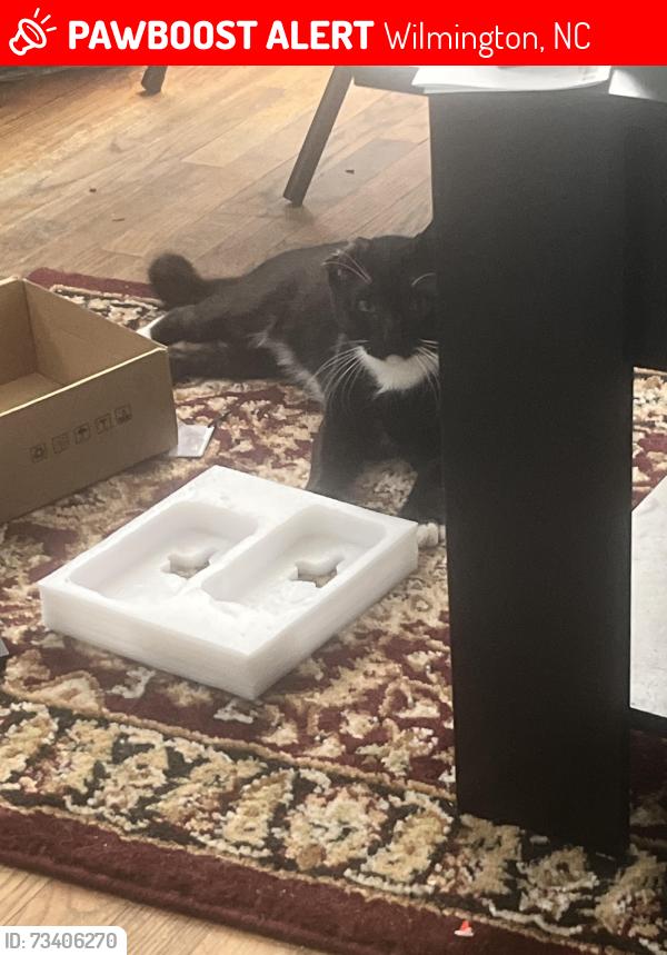 Lost Male Cat last seen Southern Blvd by sunset park across the street from legion stadium, Wilmington, NC 28401